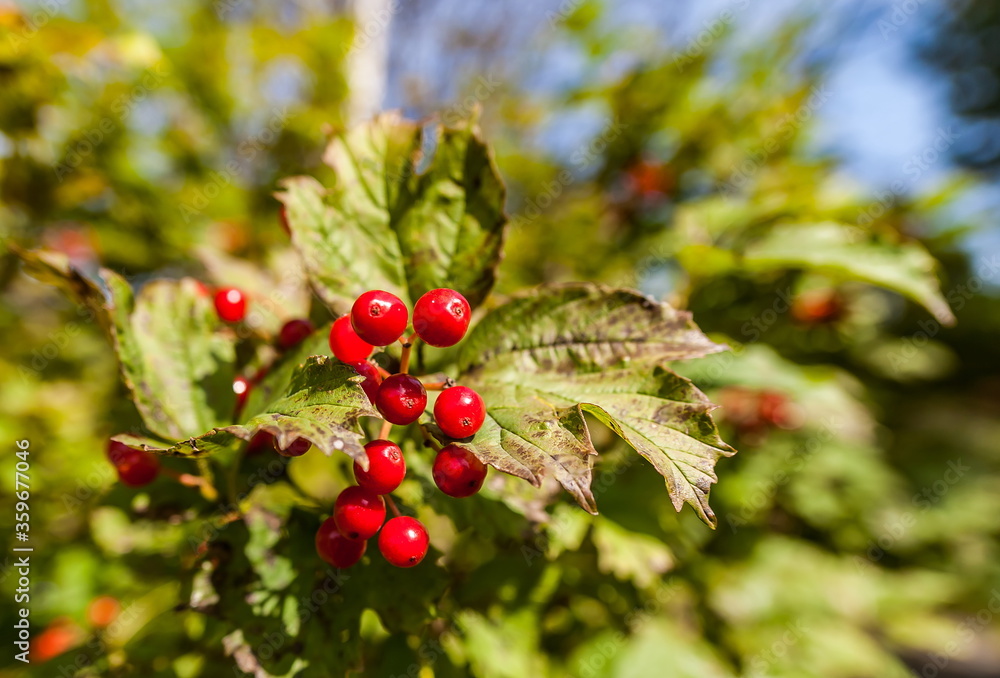 A branch of viburnum with fruits in autumn A branch of viburnum with fruits in autumn