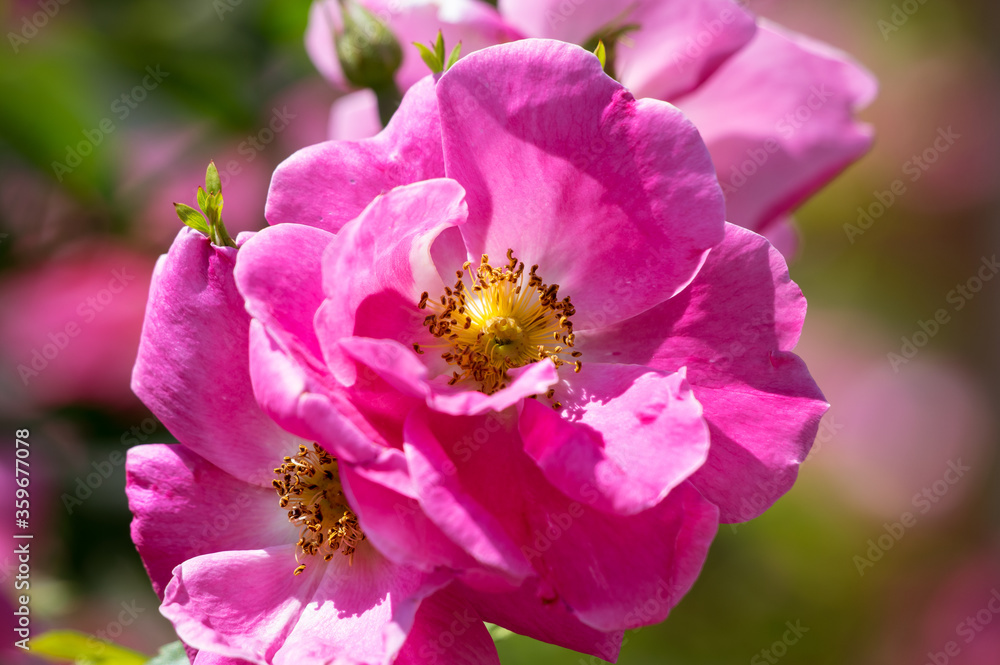 The Canadian rose bloomed under the summer sun The Canadian rose bloomed under the summer sun
