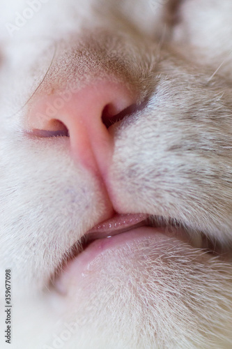 cat's nose closeup