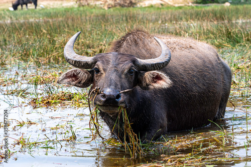 Wasserbüffel in Cambodia