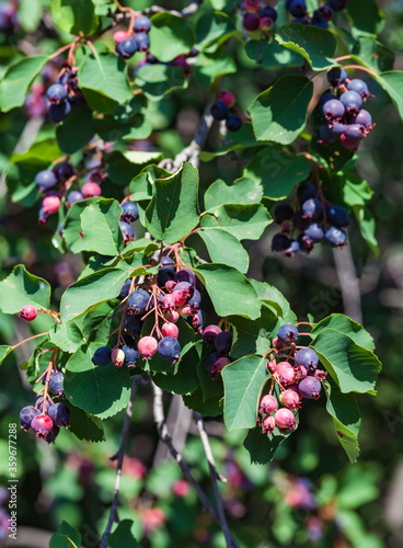 Ripe amelanchier berries on bush