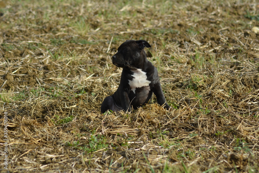 CHIOT AMSTAFF - STAFFORDSHIRE TERRIER AMERICAIN