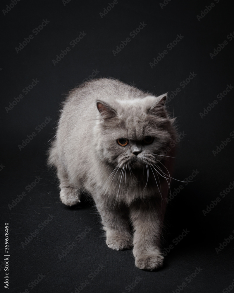 the ash cat is hunting for something the ash cat is hunting for something