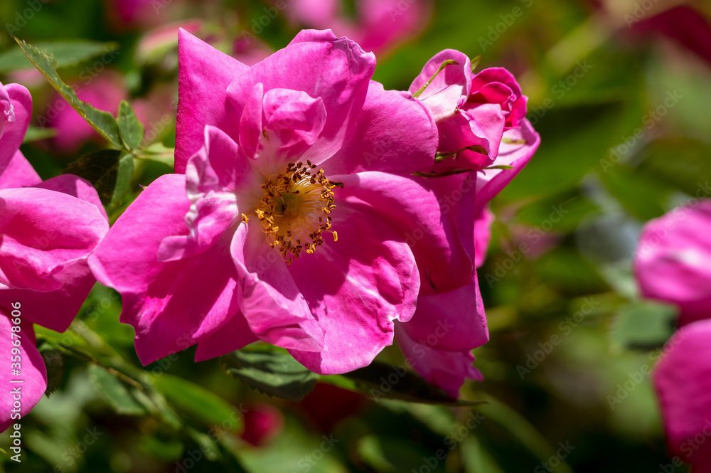 The Canadian rose bloomed under the summer sun The Canadian rose bloomed under the summer sun