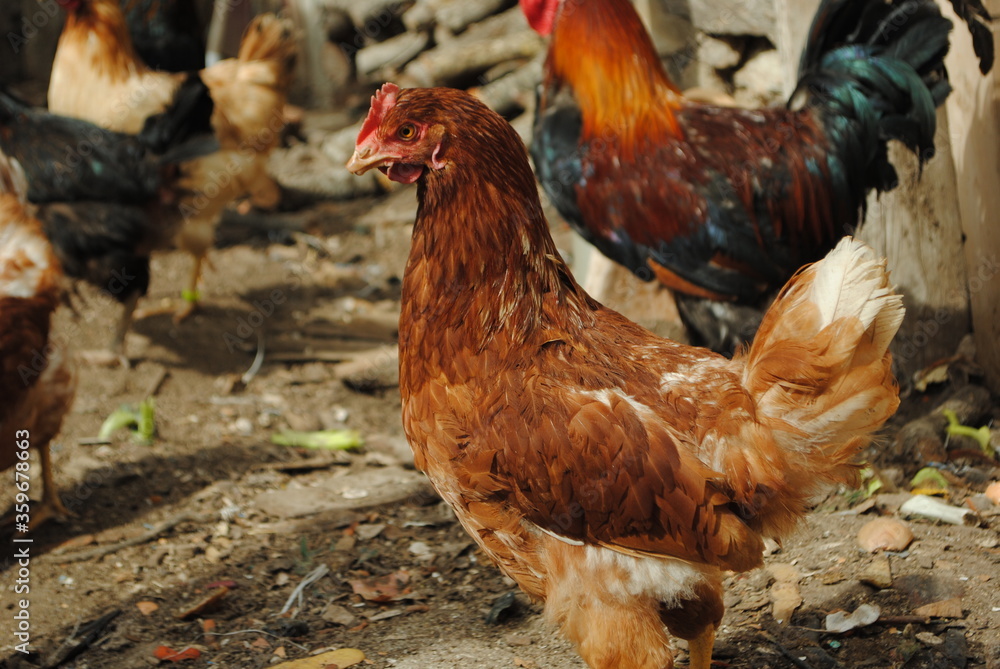 Fototapeta premium gallina