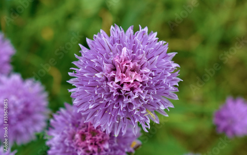 purple onion flower grass background