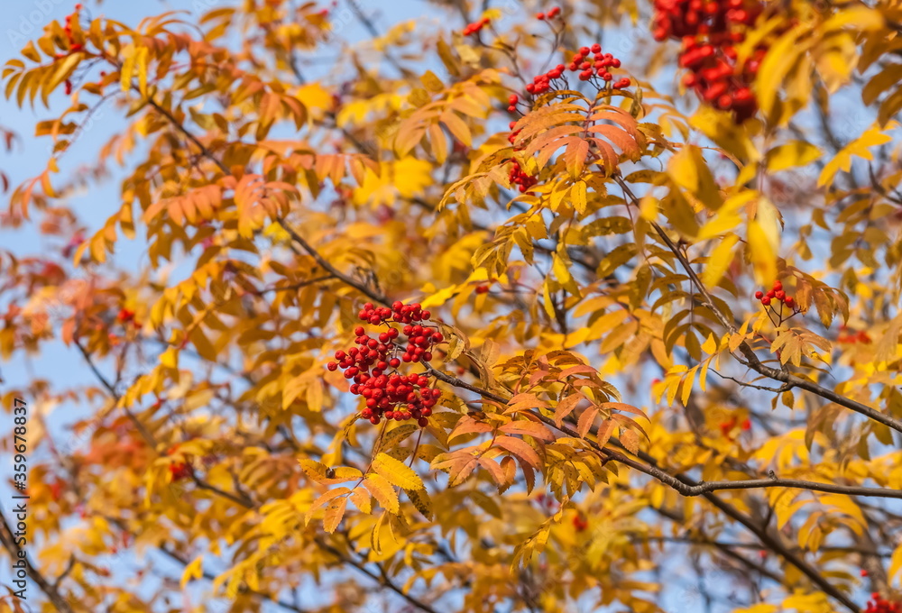 Red mountain ash berries and yellow leaves on branches closeup Red mountain ash berries and yellow leaves on branches closeup