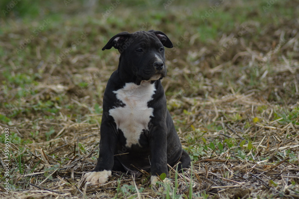 CHIOT AMSTAFF - STAFFORDSHIRE TERRIER AMERICAIN CHIOT AMSTAFF - STAFFORDSHIRE TERRIER AMERICAIN