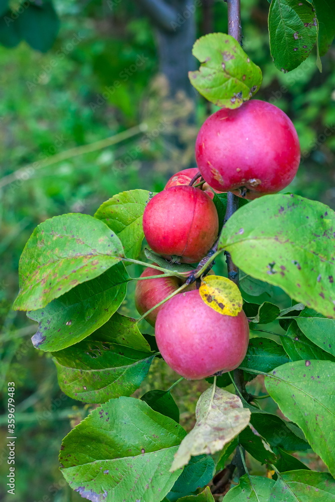 Apples on a branch closeup in autumn Apples on a branch closeup in autumn