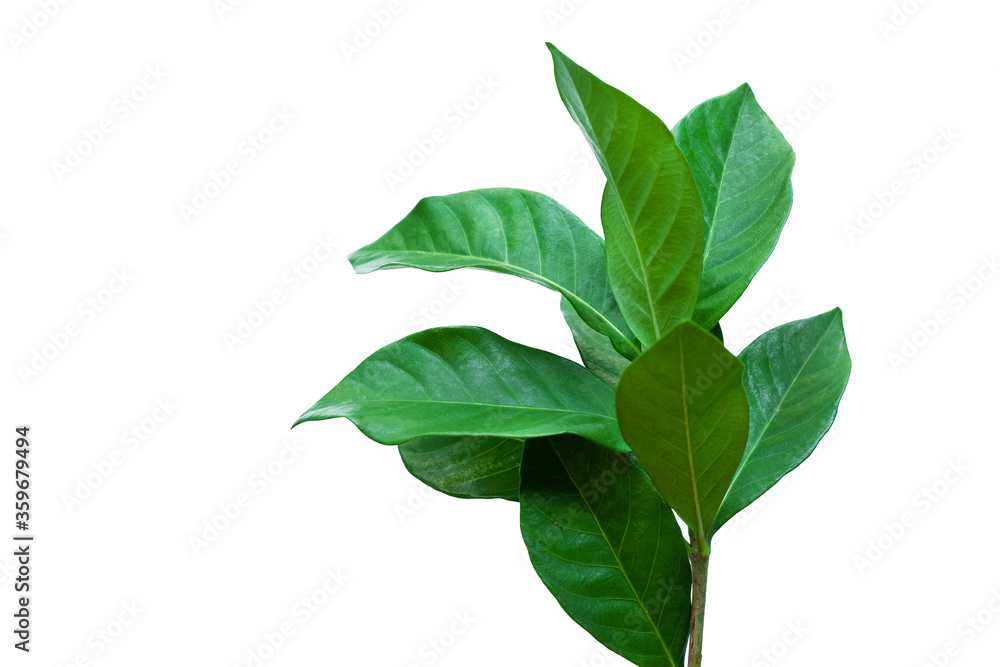 green leaf isolated on white background for design elements, fresh green leaves green leaf isolated on white background for design elements, fresh green leaves