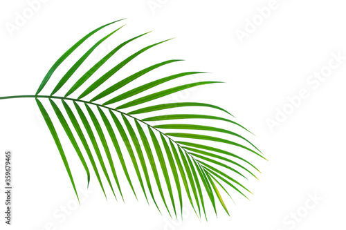 leaves of coconut palm tree isolated on white background with clipping path for design elements  tropical leaf  summer background