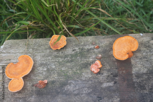 cogumelos, mushrooms