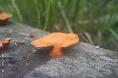 cogumelos 
mushrooms