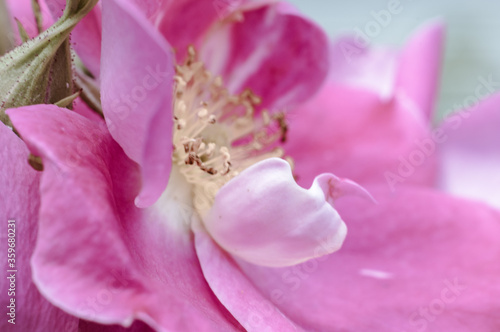 Fototapeta Naklejka Na Ścianę i Meble -  The Canadian rose bloomed under the summer sun
