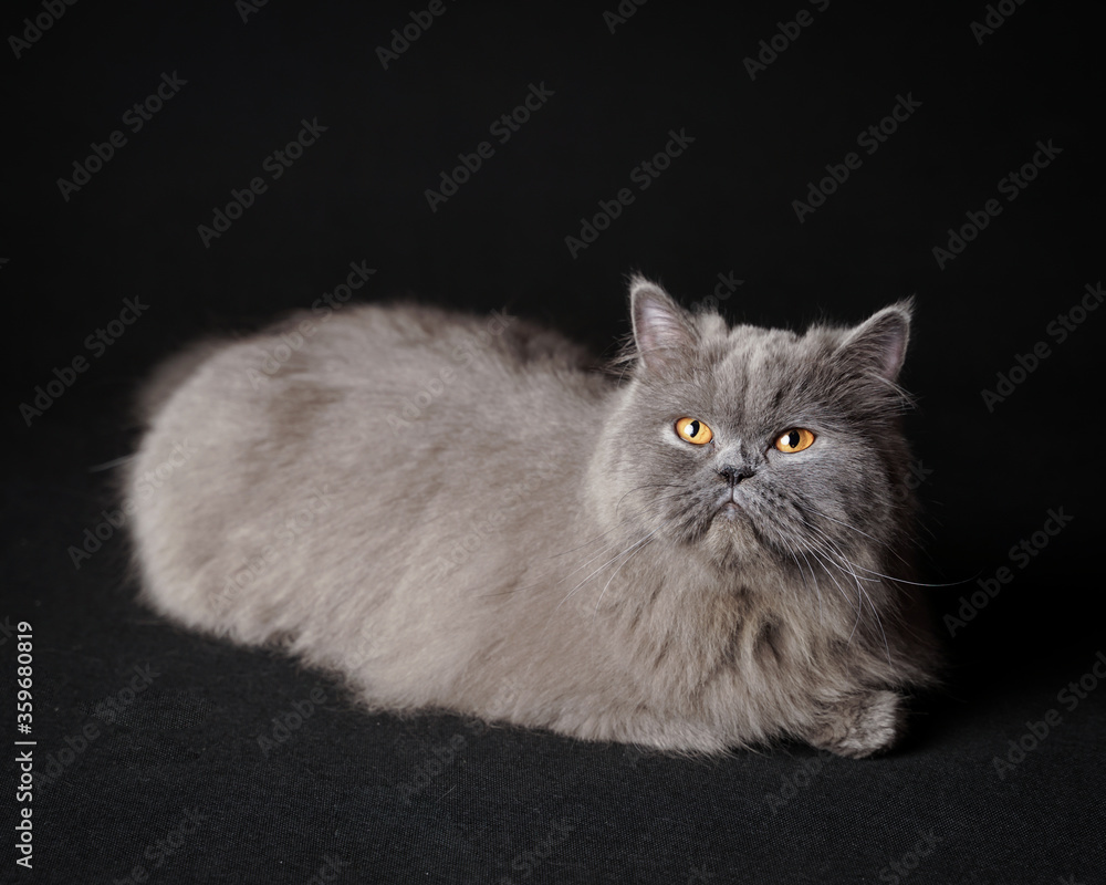 the expression of the persian cat being lazy to stand and move.