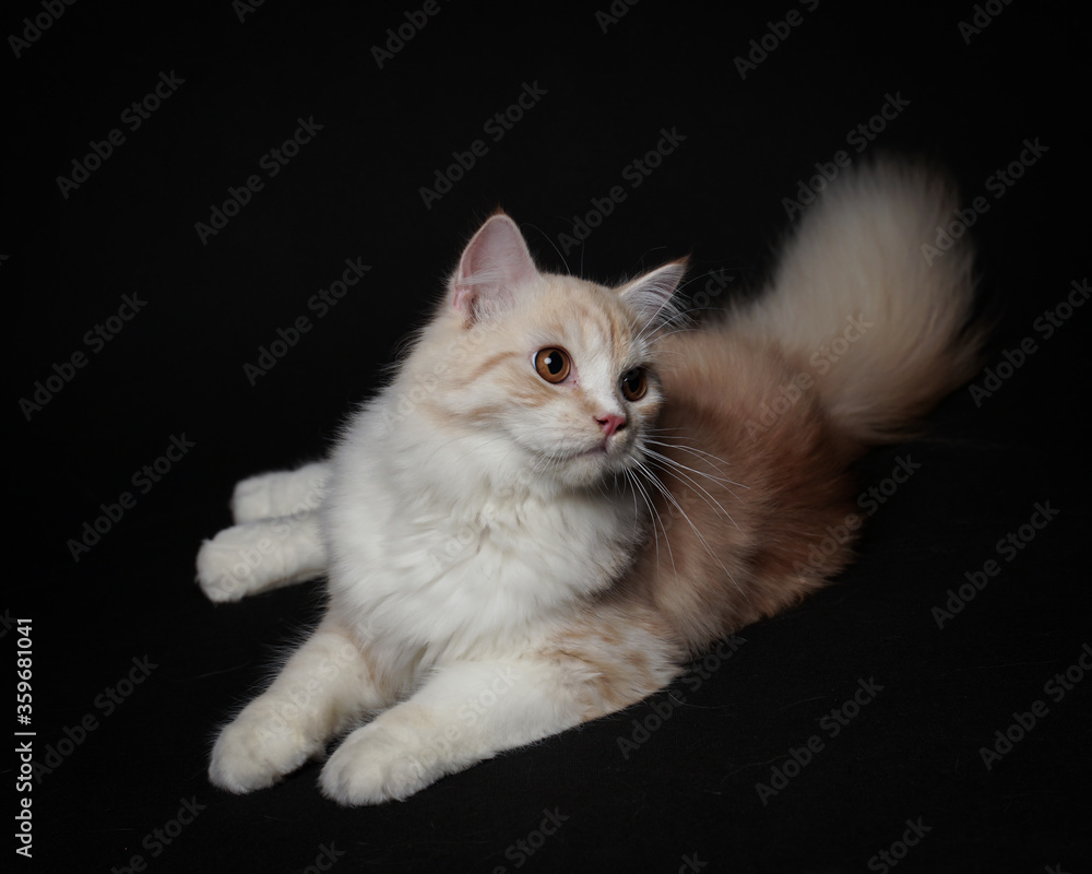 the expression of a persian cat wanting something the expression of a persian cat wanting something