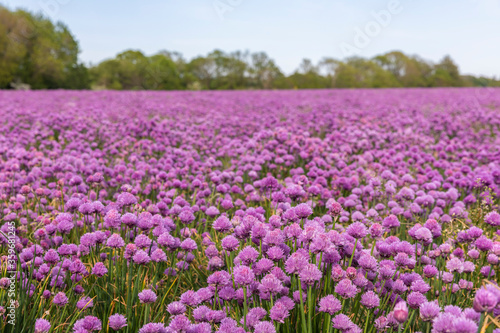 field of chives