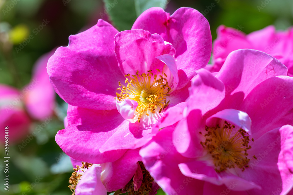 The Canadian rose bloomed under the summer sun The Canadian rose bloomed under the summer sun