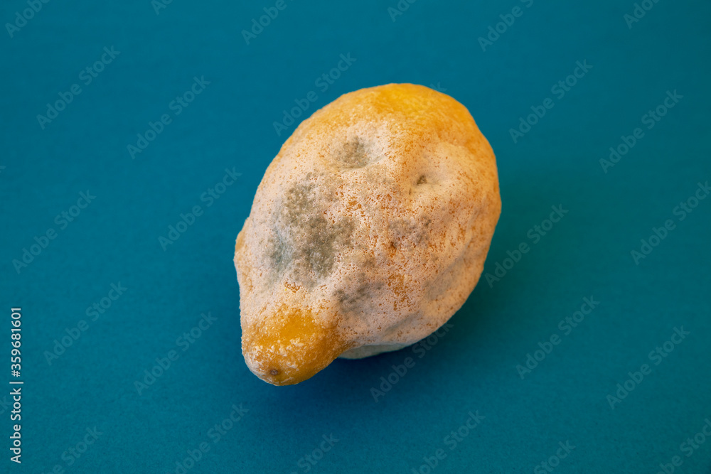 One isolated rotten lemon against a blue background, old fruit long ...