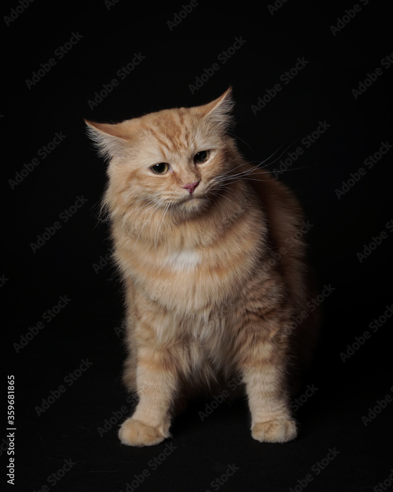 the expression of a persian cat wanting something the expression of a persian cat wanting something
