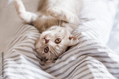 Playful and happy kitten.Portrait of cute grey cat.Scottish cat.