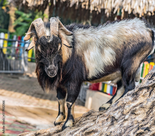 Domestic goats in farm