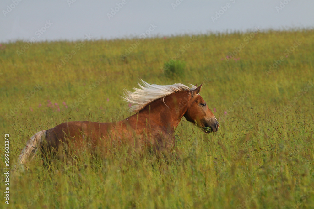 Palomino horse running in the field