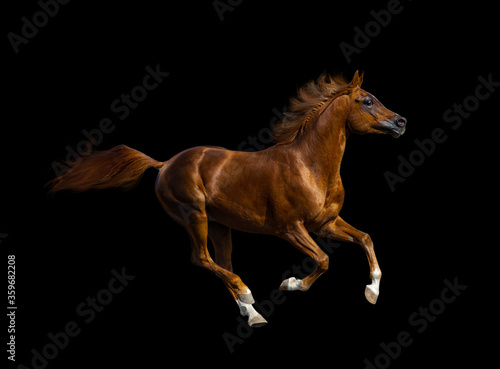 Chestnut arabian stallion over a black background