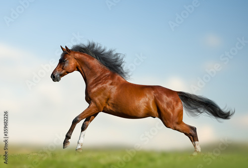 Beautiful bay horse running gallop on the wild