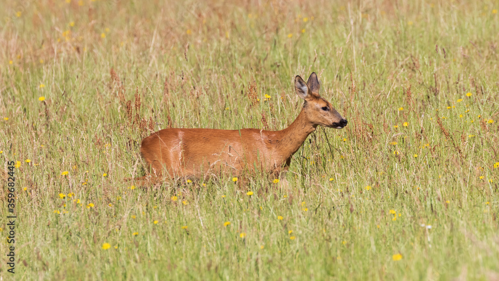 Female roe (capreolus capreolus) standing in grass looking at the camera Female roe (capreolus capreolus) standing in grass looking at the camera