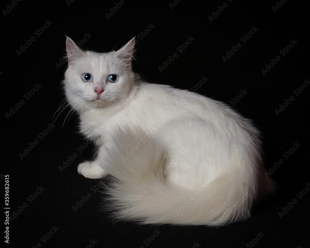 the white cat is sitting lazily on a black background