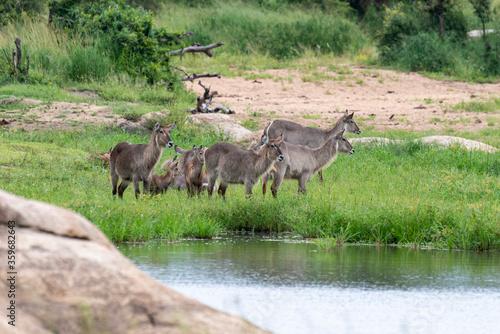 Cobe    croissant   Waterbuck   Kobus ellipsiprymnus  Parc national du Pilanesberg  Afrique du Sud