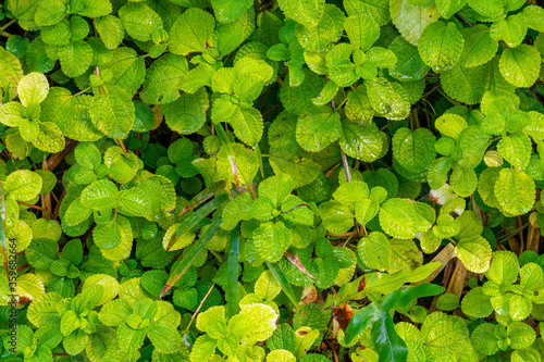 Green tropical plants background - vegetal wall