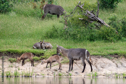 Cobe    croissant   Waterbuck   Kobus ellipsiprymnus  Parc national du Pilanesberg  Afrique du Sud