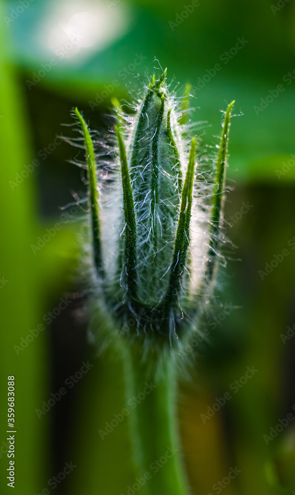 Pumpkin flower Bud closeup on a green background Pumpkin flower Bud closeup on a green background