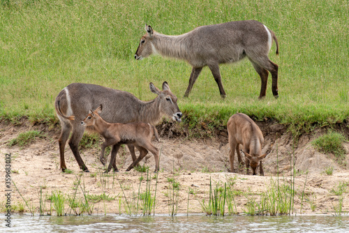 Cobe    croissant   Waterbuck   Kobus ellipsiprymnus  Parc national du Pilanesberg  Afrique du Sud