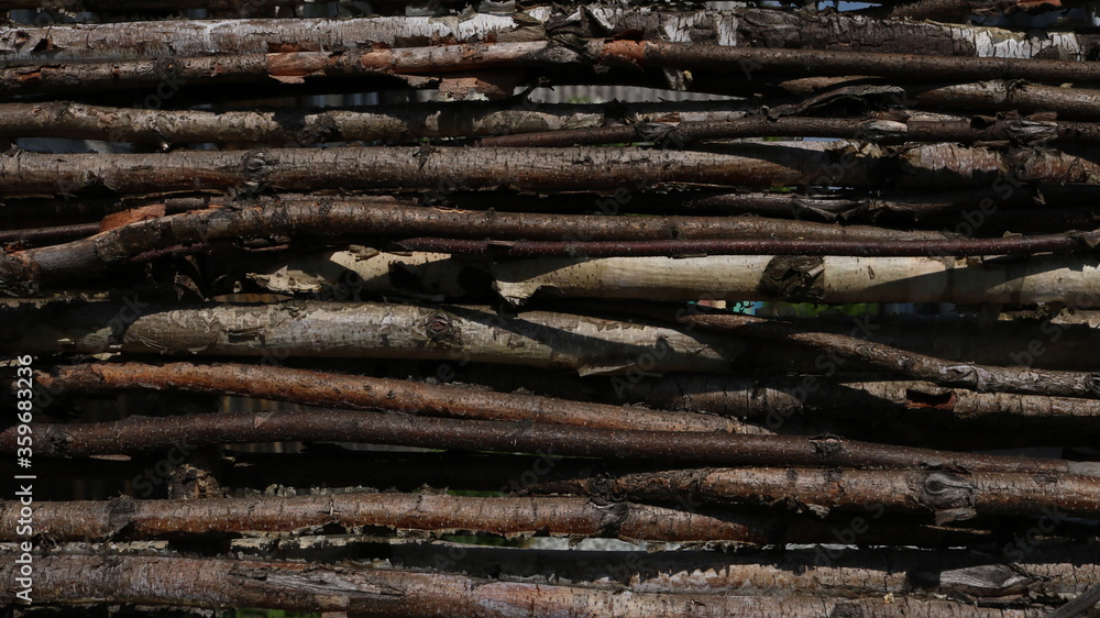wood background of thin young birch interlaced trunks wood background of thin young birch interlaced trunks