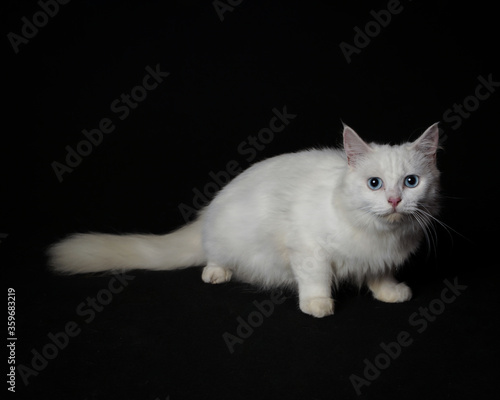 the white cat is sitting lazily on a black background