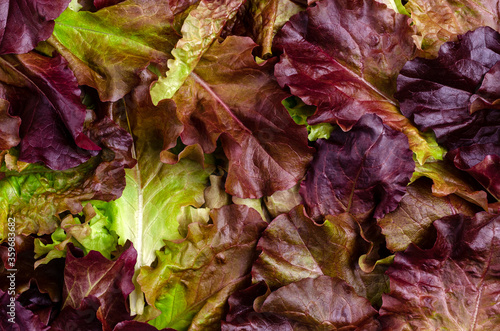 Background of fresh purple lettuce leaves.