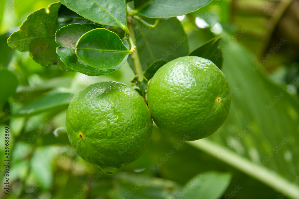 lime on the tree lime on the tree