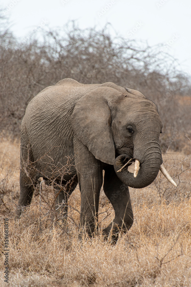 Eléphant d'Afrique, Loxodonta africana, Parc national Kruger, Afrique du Sud Eléphant d'Afrique, Loxodonta africana, Parc national Kruger, Afrique du Sud