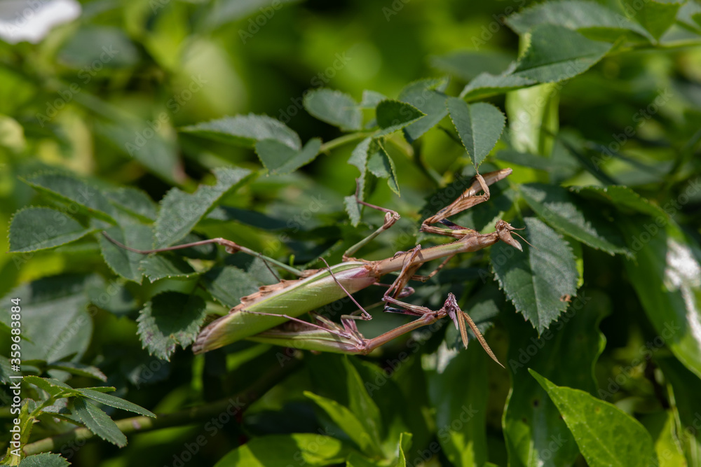 accouplement d'empuse (Empusa pennata) accouplement d'empuse (Empusa pennata)