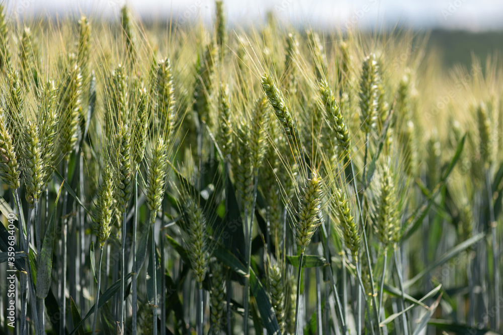 junge Gerste reift und wächst im Frühsommer auf dem Feld. junge Gerste reift und wächst im Frühsommer auf dem Feld.