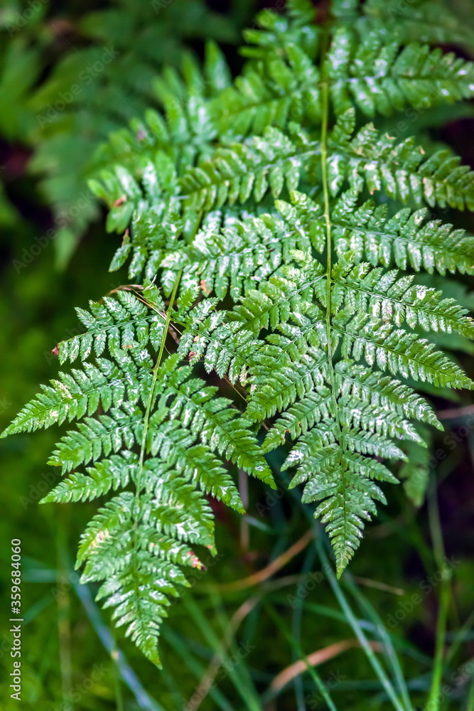 Fern leaves closeup on a background of grass in the forest Fern leaves closeup on a background of grass in the forest