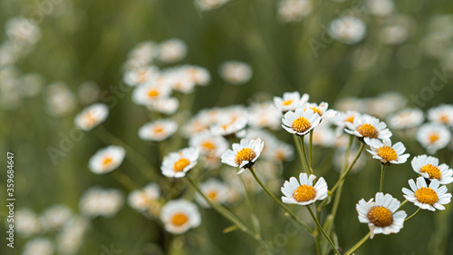 Field camomiles with yellow centers on a green meadow in the Botanical garden. High quality photo