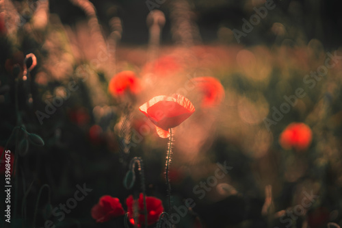 Red poppies blooming in the field in the light of the setting sun. June Poppies. 
