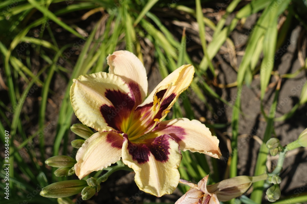 Close view of beige and purple flower of daylily in June Close view of beige and purple flower of daylily in June