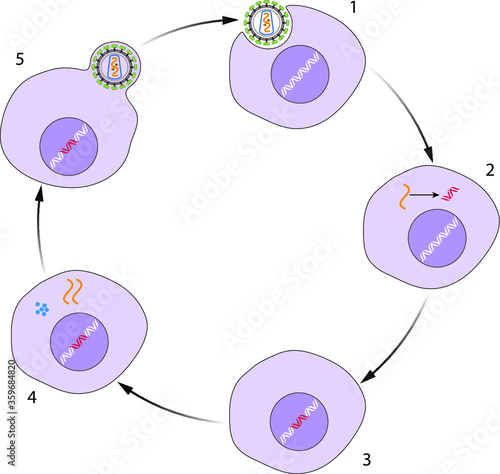 HIV virus infection