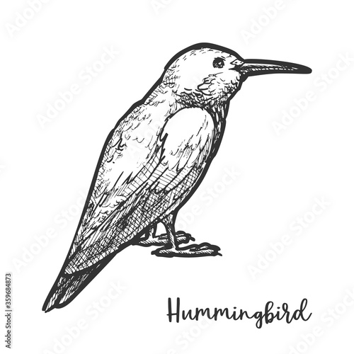 Sketch of hummingbird or hand drawn colibri bird