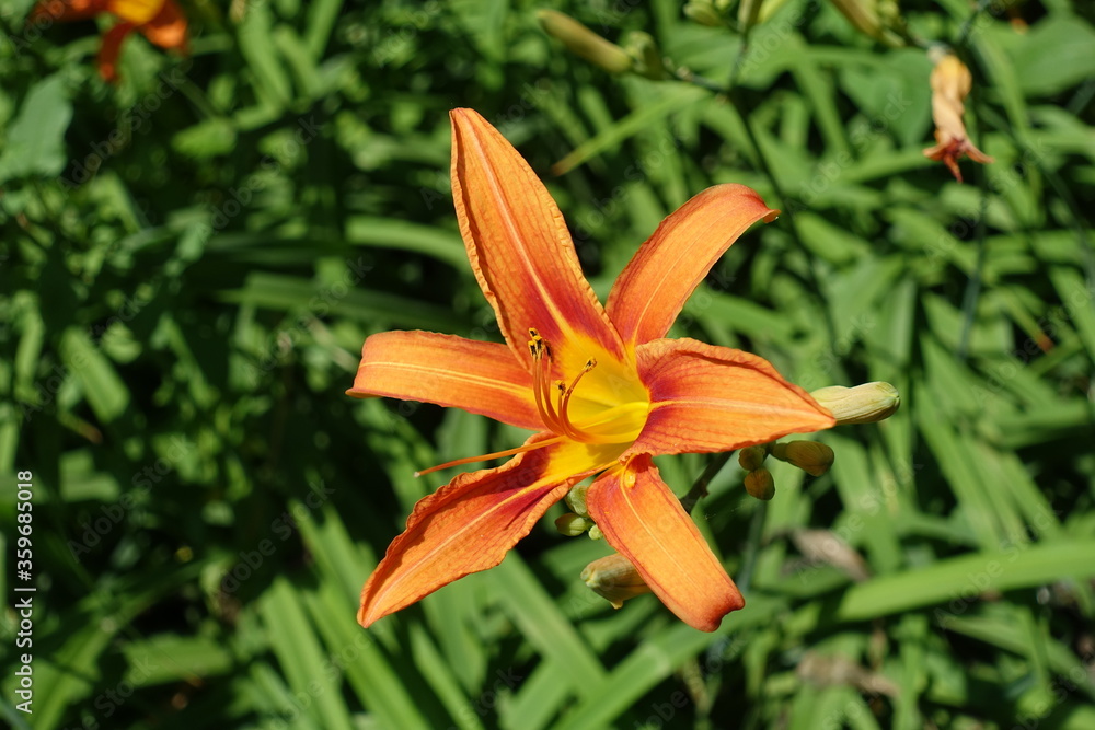 Bright orange flower of tawny daylily in mid June Bright orange flower of tawny daylily in mid June